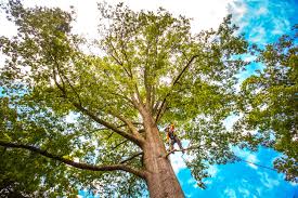 Best Tree Health Inspection  in Blackhawk, SD