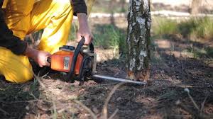 How Our Tree Care Process Works  in  Blackhawk, SD