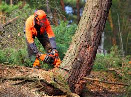 Leaf Removal in Blackhawk, SD