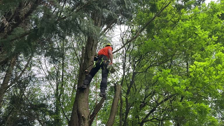 Best Root Management and Removal  in Blackhawk, SD