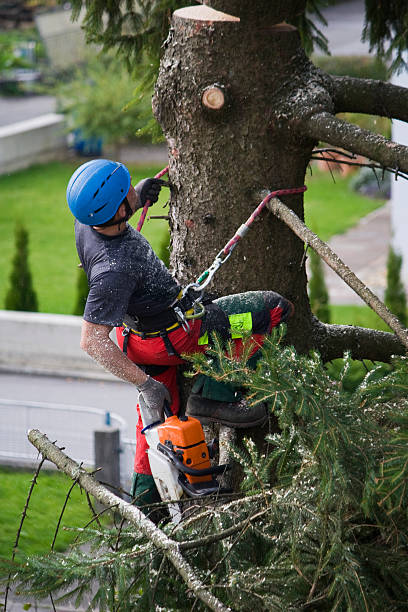  Blackhawk, SD Tree Services Pros