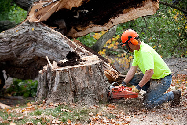 Best Utility Line Clearance  in Blackhawk, SD