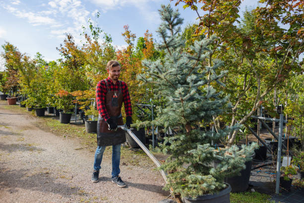 Best Leaf Removal  in Blackhawk, SD