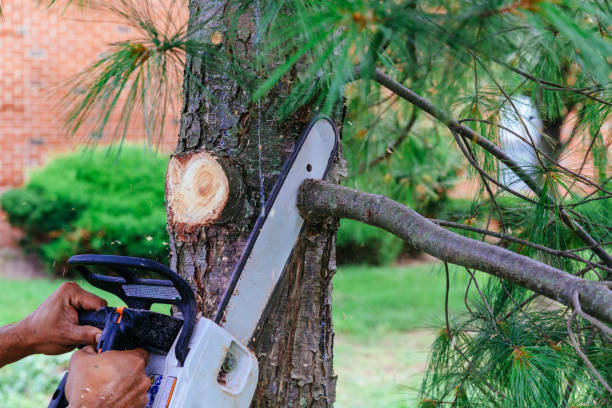 Best Arborist Consultation Services  in Blackhawk, SD